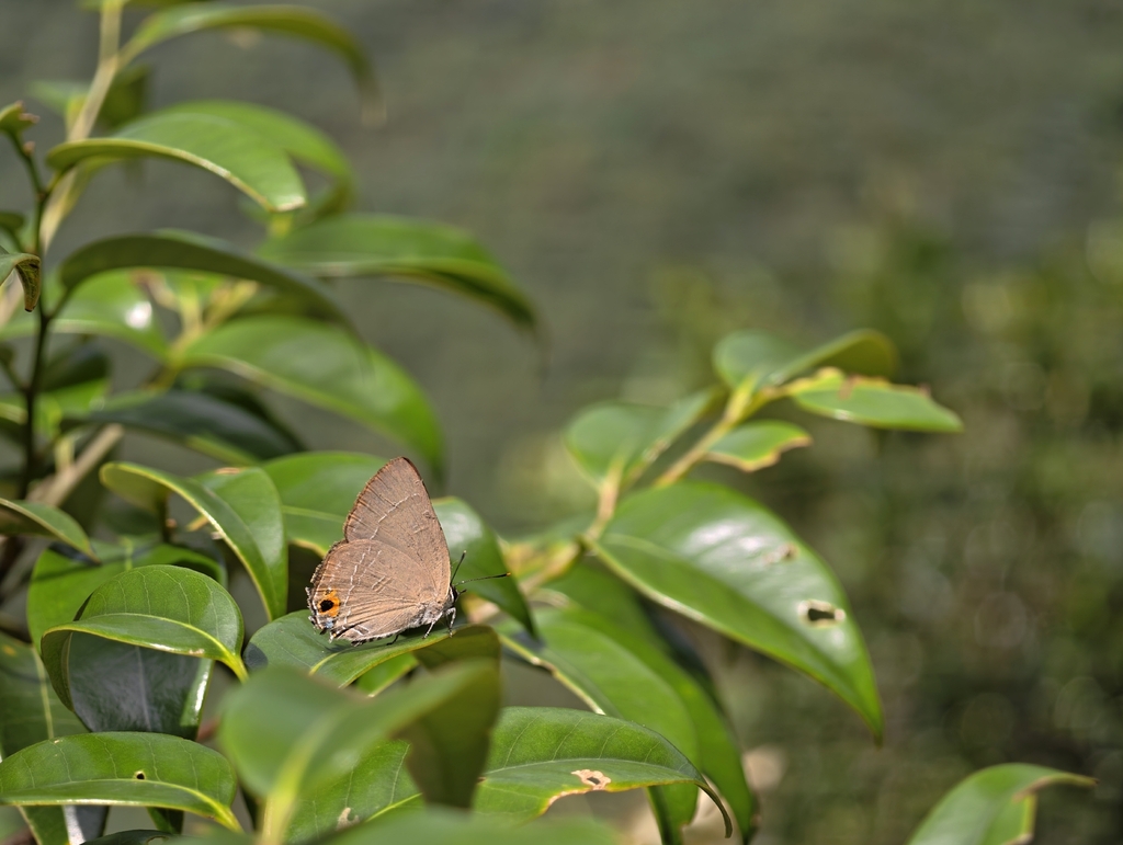 Deudorix sylvana