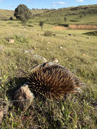 Short-beaked Echidna