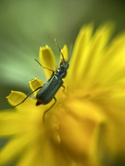 Malachius bipustulatus