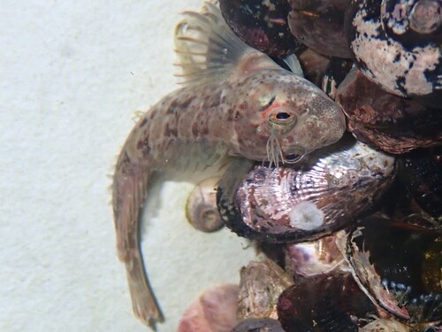 Payta blenny (Hypsoblennius paytensis) — Blenniidae — 2