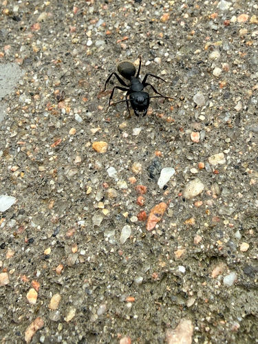 Japanese Carpenter Ant