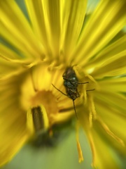 Malachius bipustulatus