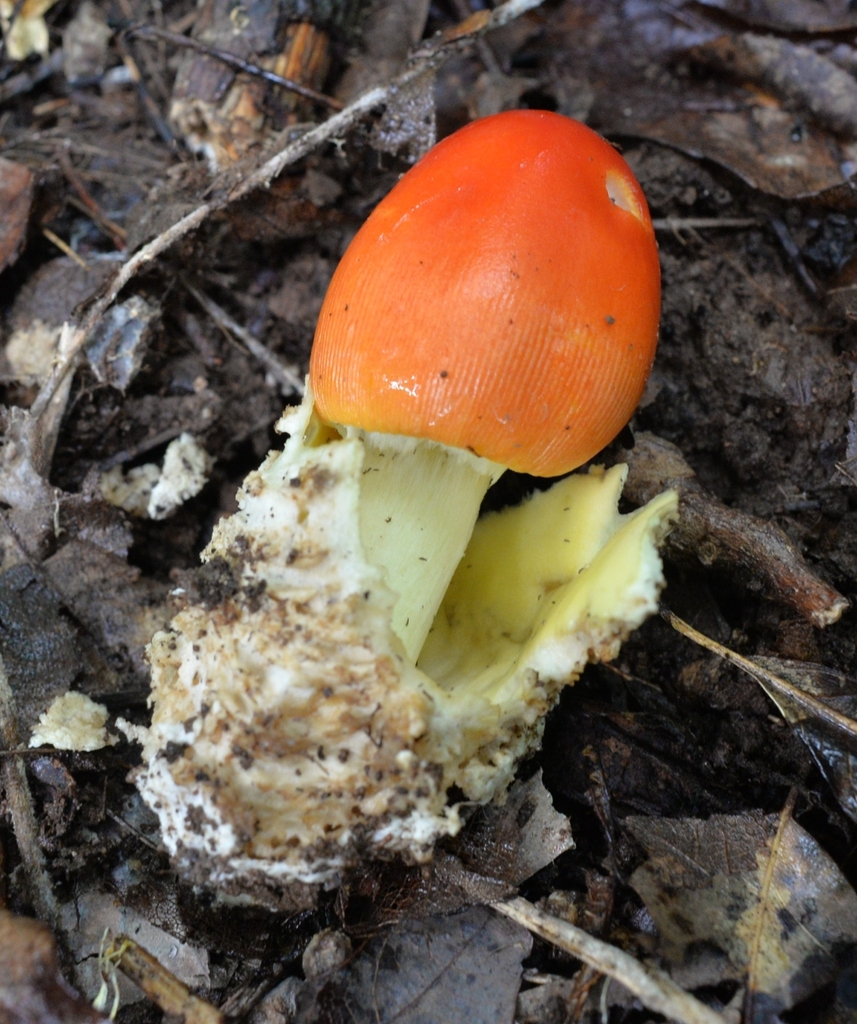 Amanita angelica