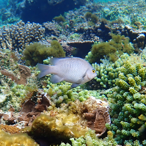 Stegastes fasciolatus observed 2026-07-30