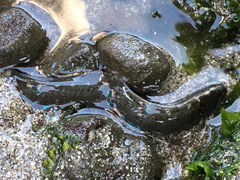 Cebidichthys violaceus