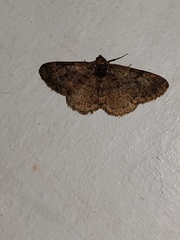 Parectropis subflava