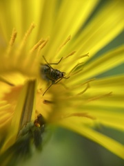 Malachius bipustulatus