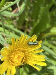 Malachius bipustulatus