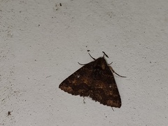 Hypersypnoides punctosa