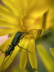 Malachius bipustulatus