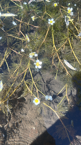 iNaturalist observation photo of common water-crowfoot