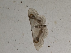 Problepsis conjunctiva subjunctiva