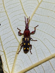 Prophthalmus