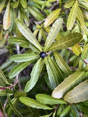 Cenarrhenes nitida