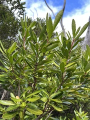 Cenarrhenes nitida, photograph author not stated, no rights reserved