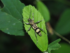 Chlorophorus signaticollis