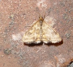 Pyrausta subsequalis