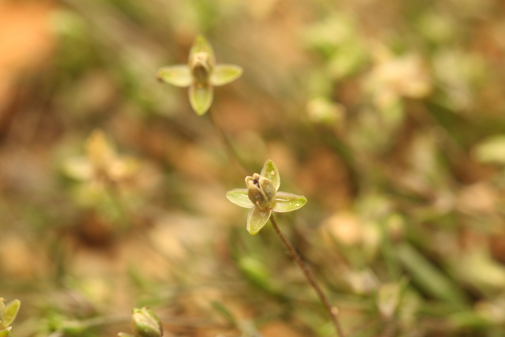 Annual pearlwort (Sagina apetala)