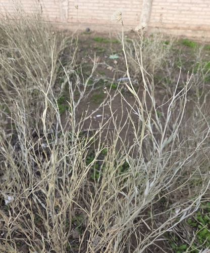 Hyalis argentea, photograph 2
