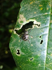 Trichochrysea
