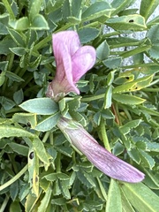 Trifolium nanum
