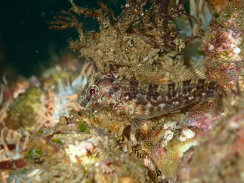 Payta-slijmvis (Hypsoblennius paytensis) — Blenniidae