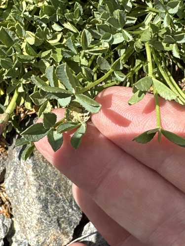 Trifolium nanum, photograph 2