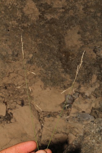 nuttall's alkali grass