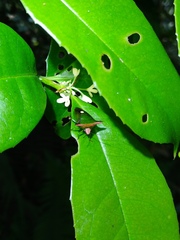 Anaca fasciata