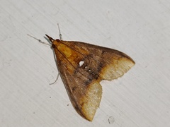 Lipararchis tranquillalis