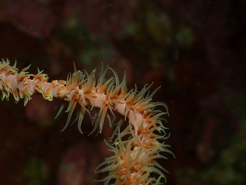 Cirrhipathes anguina observed 2026-04-30