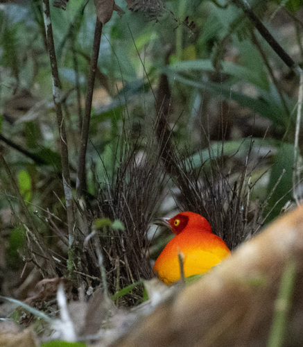 Flame Bowerbird (Sericulus ardens), photo 7