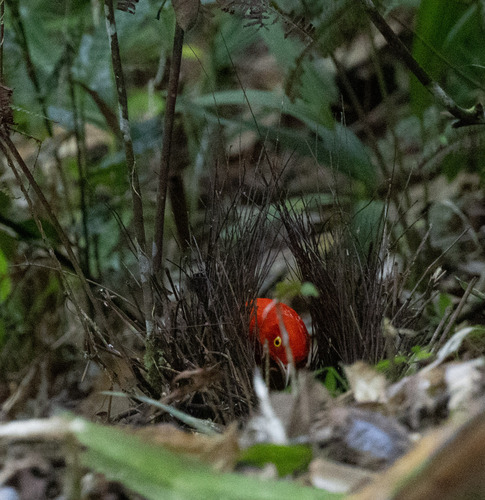 Flame Bowerbird (Sericulus ardens), photo 6