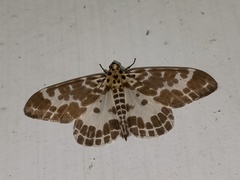 Pogonopygia nigralbata