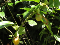 Passiflora nitida