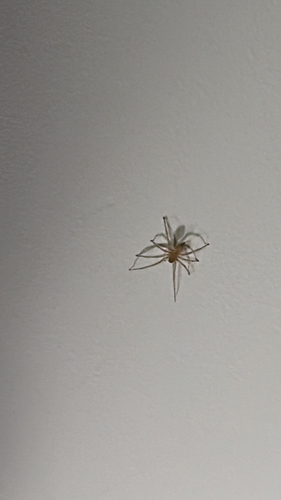 Northern Yellow Sac Spider