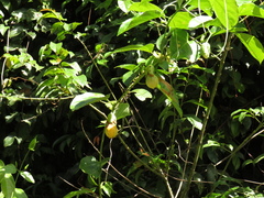 Passiflora nitida