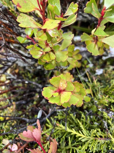 Bellendena montana, photograph 2