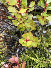Bellendena montana, photograph author not stated, no rights reserved