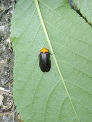 Abscondita cerata