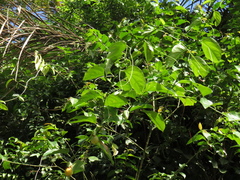 Passiflora nitida
