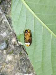 Abscondita cerata