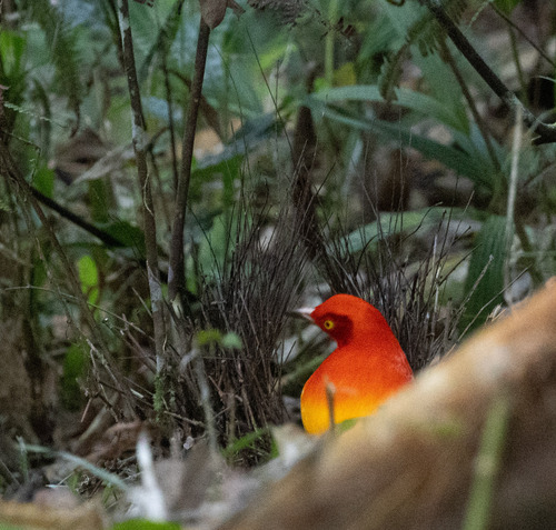 Flame Bowerbird (Sericulus ardens), photo 8