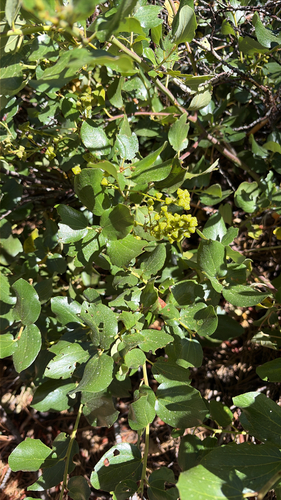 iNaturalist observation photo of Snowbrush Ceanothus