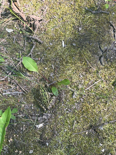 Northern Leopard Frog