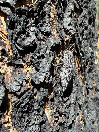 iNaturalist observation photo of Dicerca crassicollis
