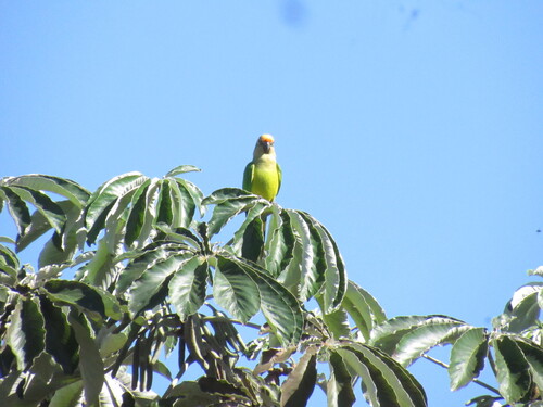 Peach-fronted Parakeet