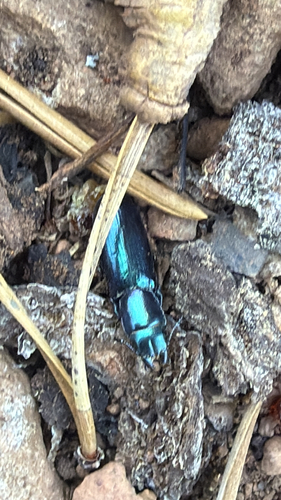 iNaturalist observation photo of Pine Trogossitid Beetle