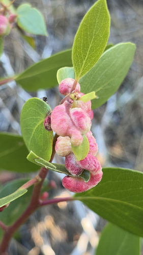 iNaturalist observation photo of Manzanita Leafgall Aphid
