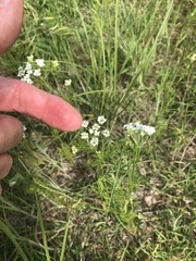 Bifora americana